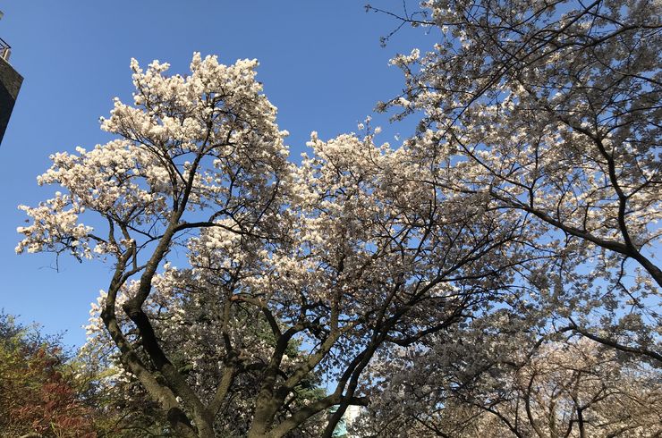 東京湾