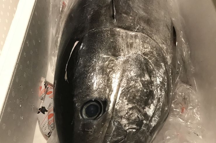 解体前の本マグロ